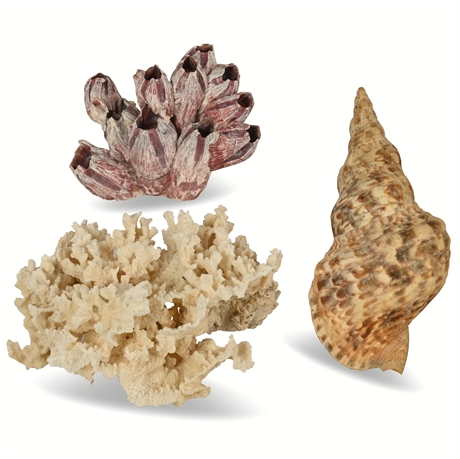 Marine Specimen Collection: Coral, Conch Shell, and Barnacle Cluster