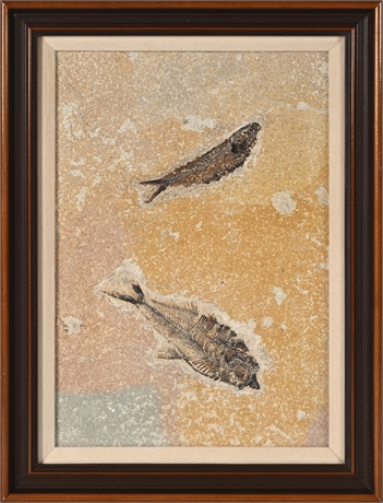 Diplomystus Fossil Pair — Green River Formation, Framed Specimen
