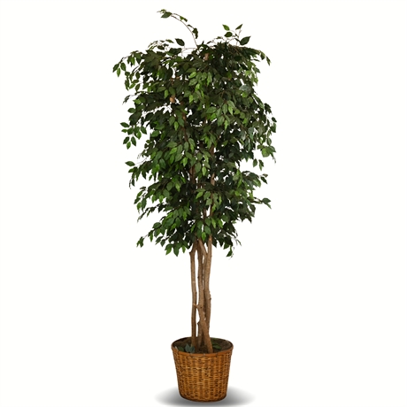 9' Silk Ficus