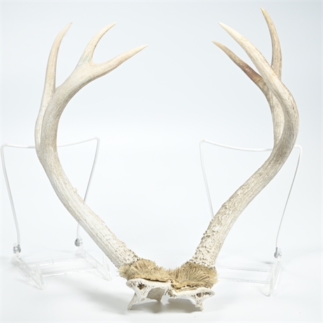 Seven Point Buck Antlers