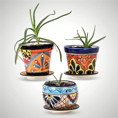 Rescue Me! Trio of Talavera Planters with Aloe Vera