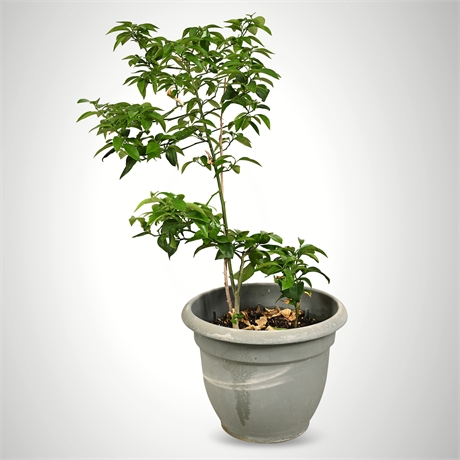 Live Potted Key Lime Tree — Mexican Lime, Citrus aurantiifolia