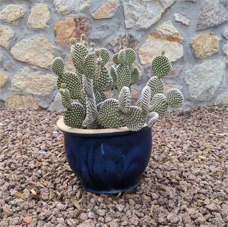 Live Potted Bunny Ears Cactus