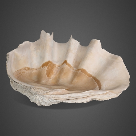Tridacna gigas Giant Clam Single Valve — Indo-Pacific, 26" × 45 lbs