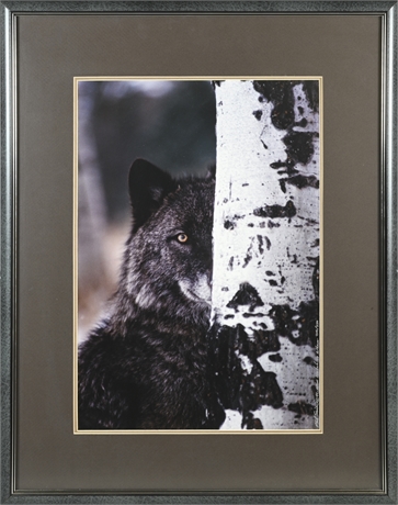 Phil Sonier "Who's Watching Whom" Framed Photo Print