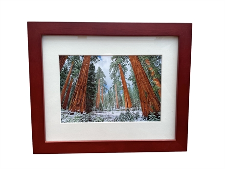 Snow on Sequoias Framed Photo