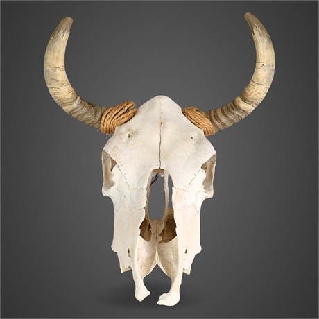 Steer Skull & Horns — Wall-Ready, Rope-Wrapped
