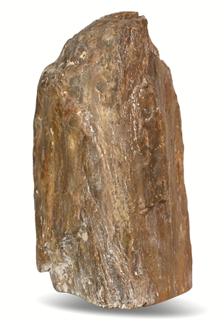 10 lb Petrified Wood Specimen