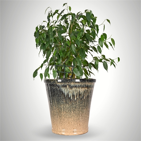31 ½” Ficus Benjamina in Glazed Ceramic Planter