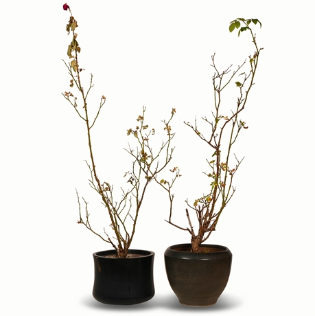 Pair Potted Rose Bushes