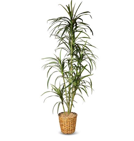 Faux Dracaena Potted Plant