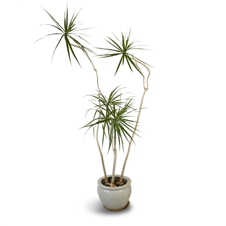 Live Potted Dragon Tree